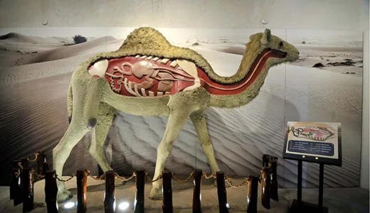 Camel Museum Camel Museum