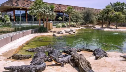 Crocodile Park Dubai: Fascinating and Fearsome Creatures Crocodile Park Dubai: Fascinating and Fearsome Creatures
