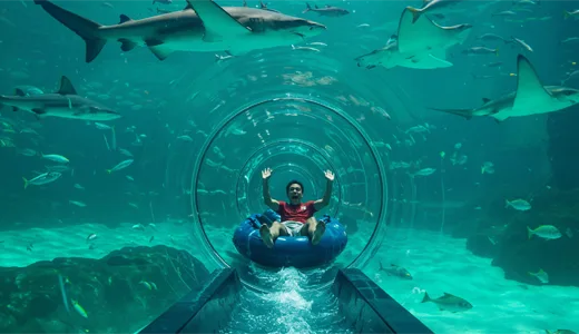 Dive into the Midst of Sharks on a Waterslide in Dubai