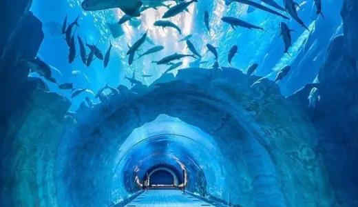 Dubai Aquarium & Underwater Zoo: Beneath the Surface Dubai Aquarium & Underwater Zoo: Beneath the Surface