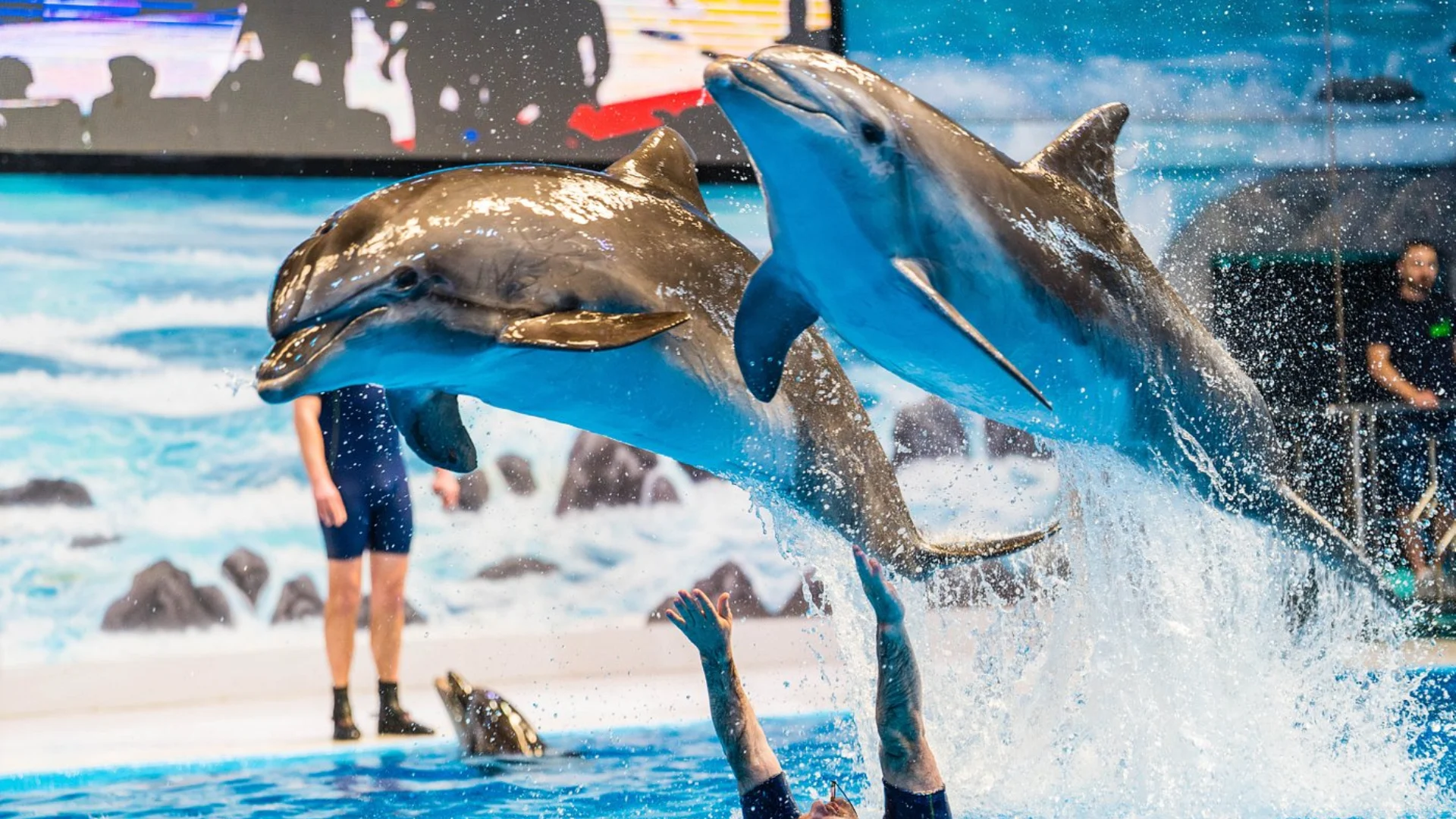 Dubai Dolphinarium Experience: Interactive Family Fun in 2025