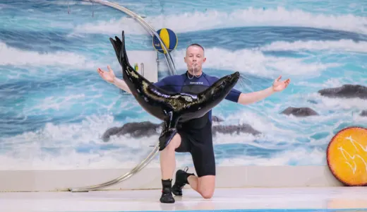 Dubai Dolphinarium: Plan This Unique Experience Dubai Dolphinarium: Plan This Unique Experience