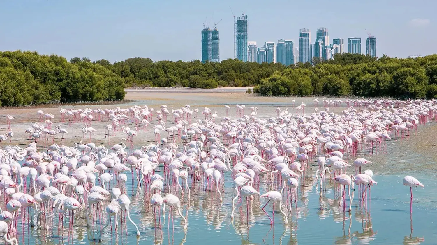 Ras Al Khor Wildlife Sanctuary