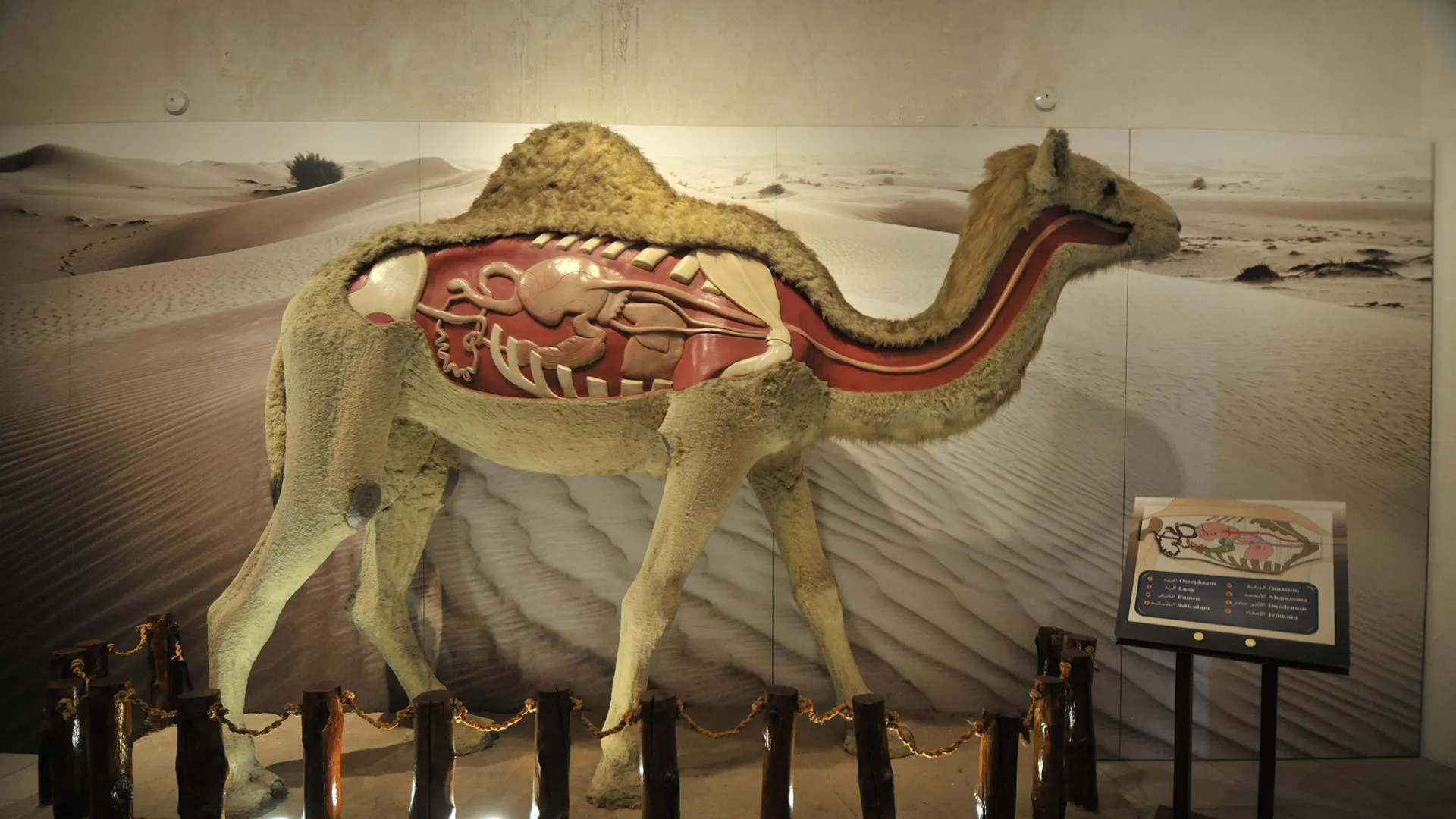 Unique Museums in Dubai
