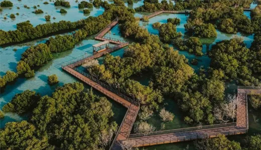 Mangrove Trees Mangrove Trees