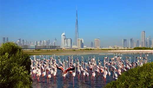 Ras Al Khor Wildlife Sanctuary Ras Al Khor Wildlife Sanctuary