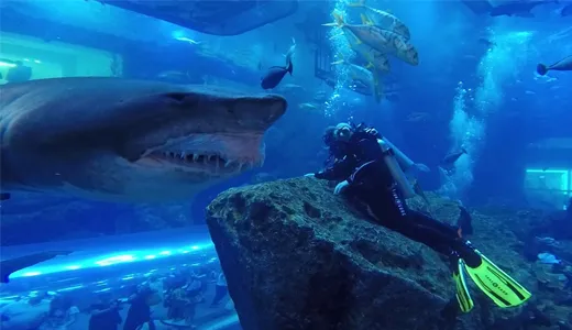 Shark Diving Shark Diving