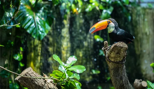 The Green Planet: A Tropical Rainforest in the Desert The Green Planet: A Tropical Rainforest in the Desert