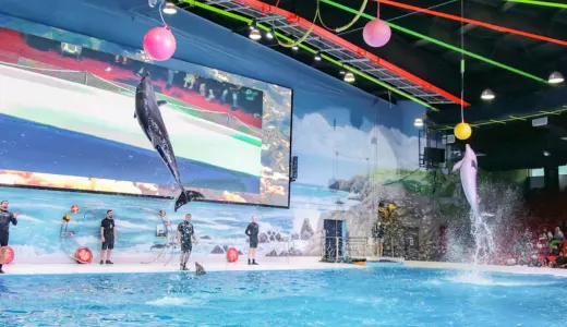 The Heart of the Show: Dolphin & Seal Performances The Heart of the Show: Dolphin & Seal Performances