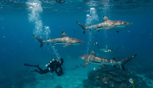 Underwater Thrills for Adrenaline Seekers Underwater Thrills for Adrenaline Seekers