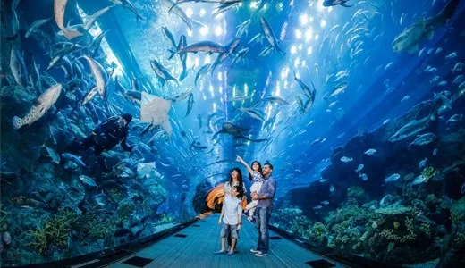 Visit the Dubai Aquarium & Underwater Zoo Visit the Dubai Aquarium & Underwater Zoo