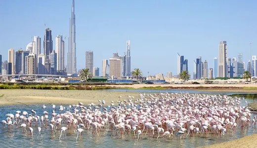 What is Ras Al Khor Wildlife Sanctuary? What is Ras Al Khor Wildlife Sanctuary?