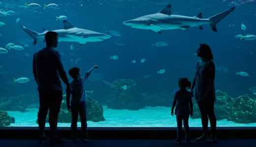 Who Should Visit The National Aquarium Abu Dhabi? Who Should Visit The National Aquarium Abu Dhabi?