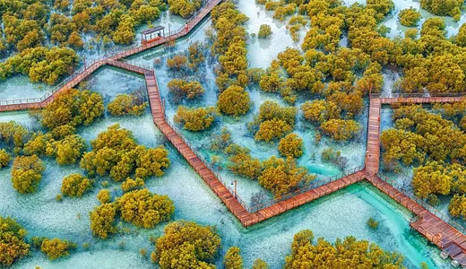 Why Visit Dubai’s Mangrove Forests? Why Visit Dubai’s Mangrove Forests?