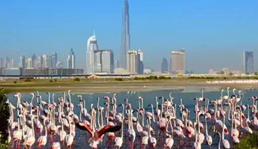 Wildlife Observation Wildlife Observation